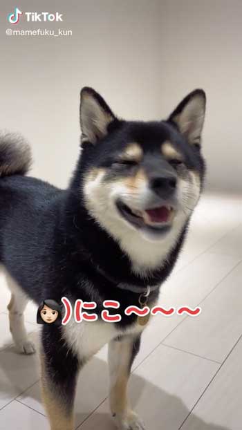 再び笑う柴犬