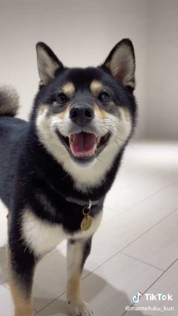 舌を出して笑顔な柴犬