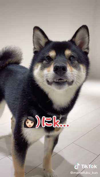 構いたくなる柴犬