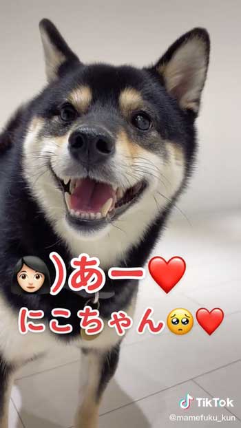 笑顔満開な柴犬