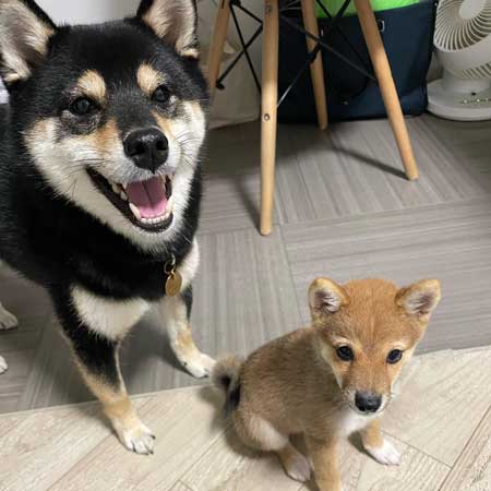 兄妹な柴犬