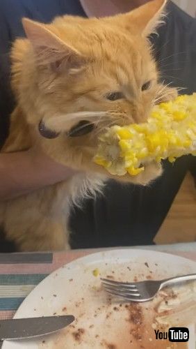 「Kitten Chows Down on Corn on the Cob || ViralHog」