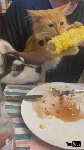 「Kitten Chows Down on Corn on the Cob || ViralHog」