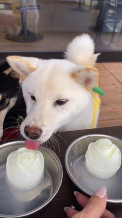 おやつをなめる柴犬