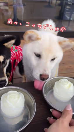 柴犬に差し出す