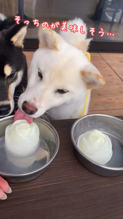 再度なめる白柴