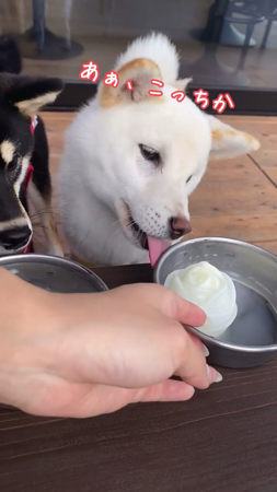 戻りかける白柴