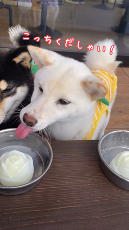 困っているような犬