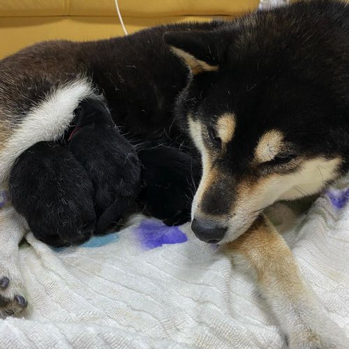 ママと赤ちゃんワンコ