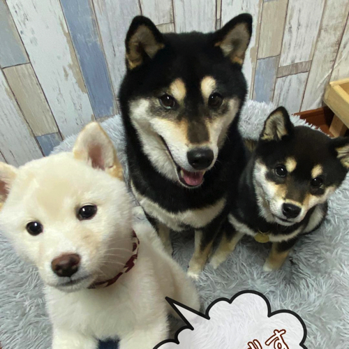 迎えた当初の犬たち