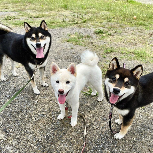 散歩する犬たち