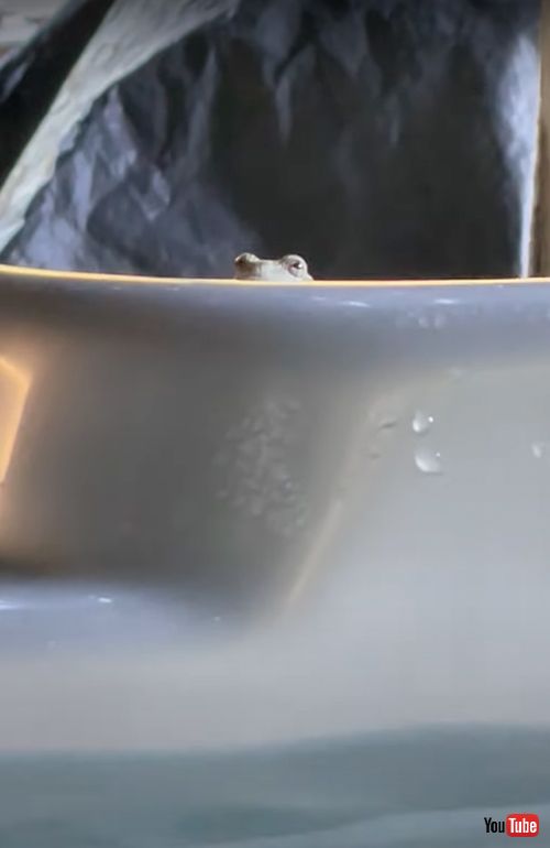 お風呂をのぞき見するカエル