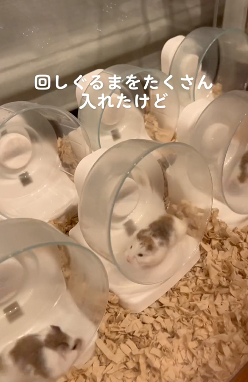 新しいものが大好きなハムスター