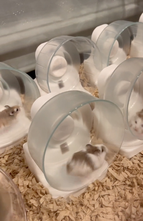 新しいものが大好きなハムスター