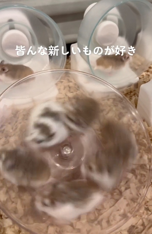 新しいものが大好きなハムスター