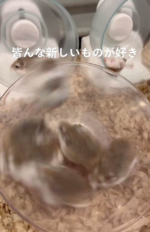 新しいものが大好きなハムスター