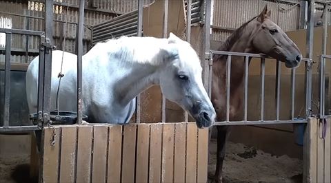 馬のがちげんか