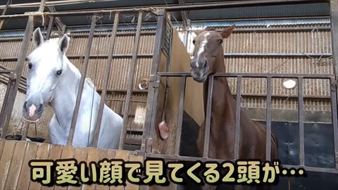 見下ろしてくる2頭