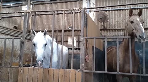 柵のアゴのせる右の馬