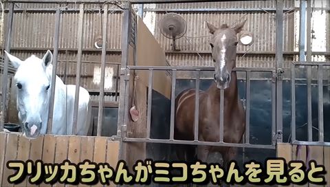 ミコちゃんを見るとテロップ