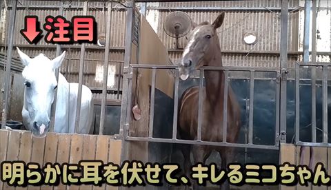 キレるミコちゃんテロップ