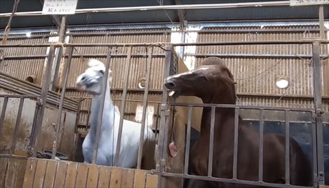 反撃するフリッカちゃん