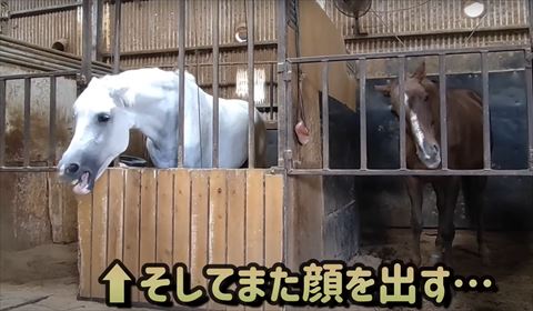 怒って顔出す白馬