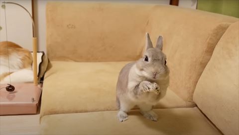 お手てを合わせるウサギさん