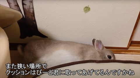 狭い場所で寝るうさぎさん