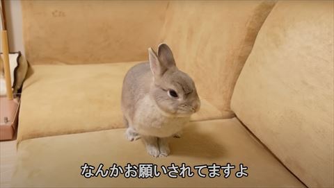 なんかお願いされているテロップ