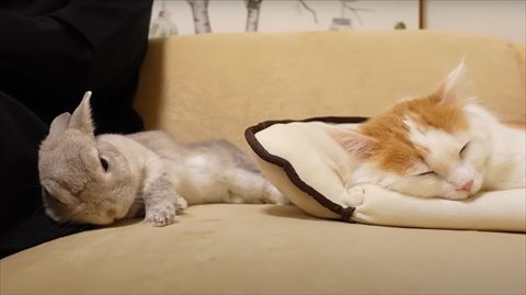 飼い主に寄り添う