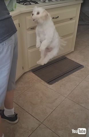 ワンコジャンプ