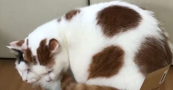 大好きな先住猫と同じ箱に入りたい猫 愛と重さでギュウギュウの