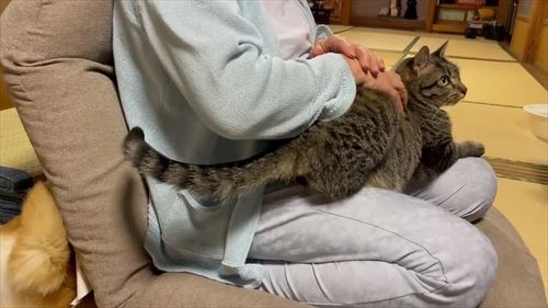 おばあちゃんの膝に乗るキジトラ