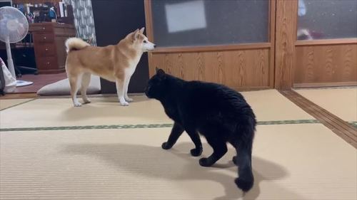 おばあちゃんが来て喜ぶ柴犬と猫2匹