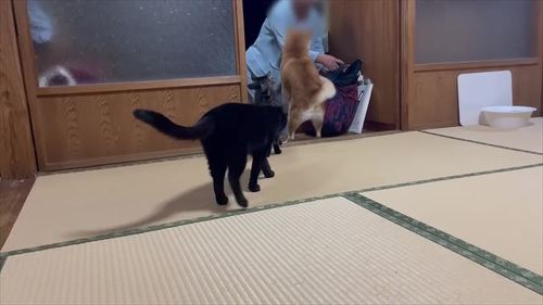 おばあちゃんが来て喜ぶ柴犬と猫2匹