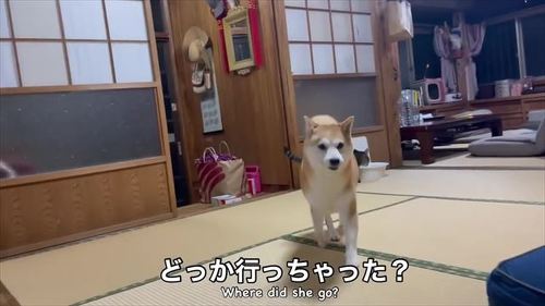 おばあちゃんを見失う柴犬