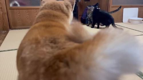 シッポをぶんぶん振る柴犬