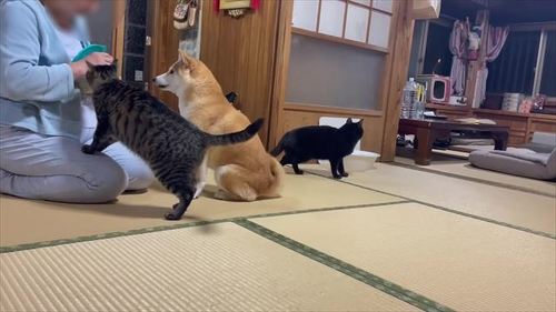 お土産食べる柴犬とキジトラ