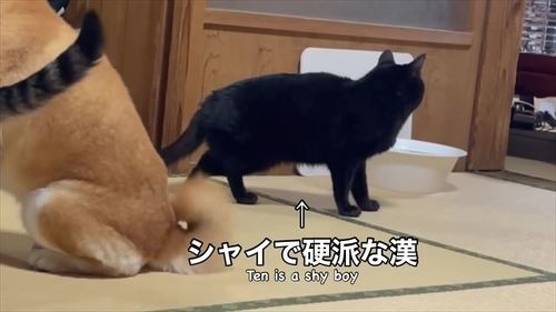 クールにふるまう黒猫