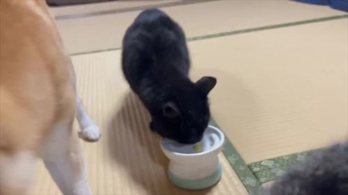 お土産を食べる黒猫