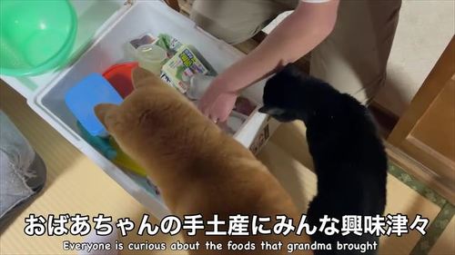 お土産を見る柴犬と黒猫