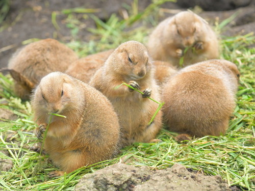 冬毛のプレーリードッグ