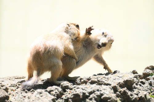 遊ぶプレーリードッグ