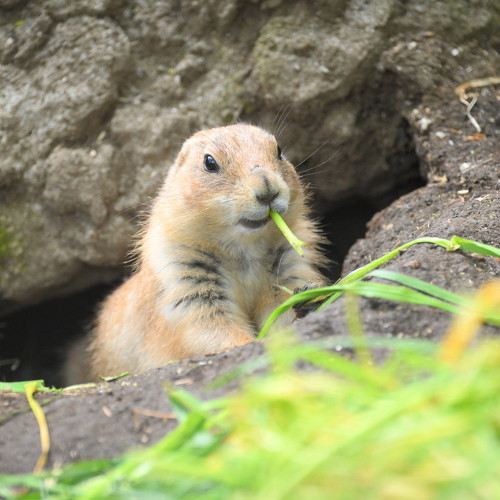 草を食べるプレーリードッグ