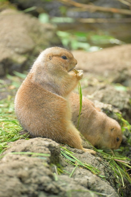 冬毛のプレーリードッグのパンツ