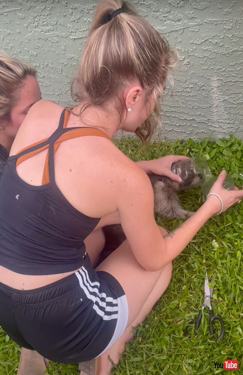 ペットボトルにハマってしまったアライグマを救出