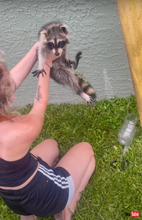 ペットボトルにハマってしまったアライグマを救出