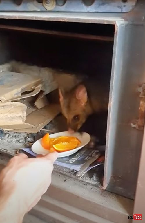 おやつを貰いにやってくる野生のポッサム