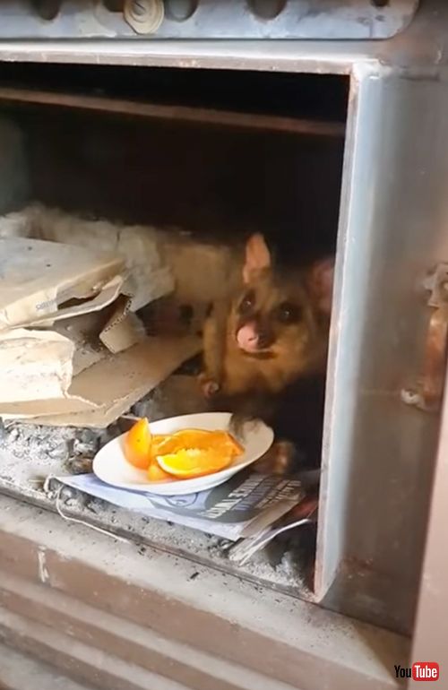 おやつを貰いにやってくる野生のポッサム